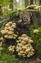Sulphur Tuft or Clustered Woodlover (Hypholoma fasciculare)