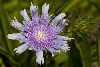 Cornflower Aster or Stokes' Aster (Stokesia laevis)