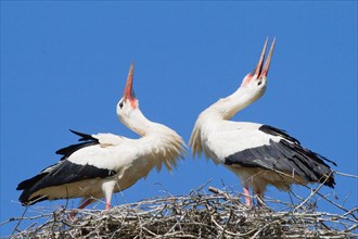 Two White Storks (Ciconia ciconia) welcoming each other to the nest