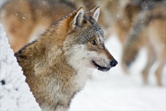 Wolf (Canis lupus)