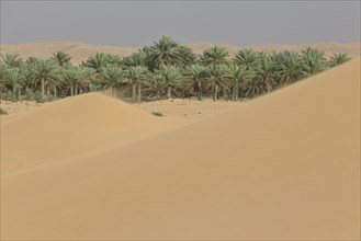 Oasis with date palms surrounded by sand dunes