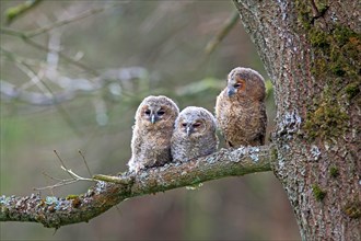 Three young Tawny Owls or Brown Owls (Strix aluco) perched on a tree