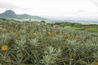 Pineapple field on tropical island