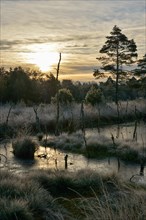 Sunrise in a marsh
