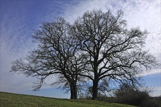 Two bare oak trees (Quercus)