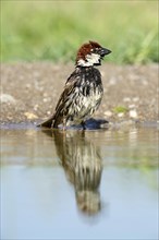 Spanish Sparrow or Willow Sparrow (Passer hispaniolensis) washing itself