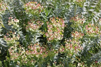 Flowering Myrtle Spurge (Euphorbia myrsinites)
