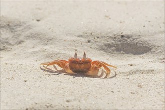 Painted Ghost Crab or Cart Driver Crab (Ocypode gaudichaudii)