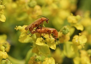 Soldier beetles (Cantharidae) mating on a Spurge flower (Euphorbia acanthothamnos)