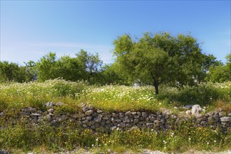 Natural stone wall and almond trees