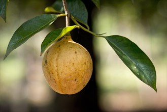Nutmeg fruit growing on a Nutmeg Tree (Myristica fragrans)