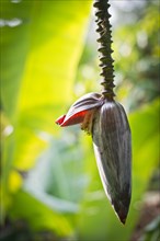 Banana flower (Musa paradisiaca)