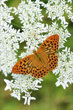 Silver-washed Fritillary (Argynnis paphia) perched on a Chervil plant (Anthriscus)
