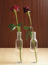 Two roses in vases