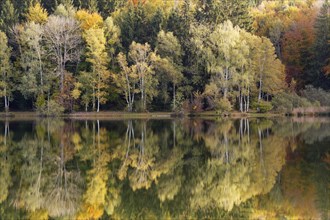 Autumn forest reflected in Lake Haarsee