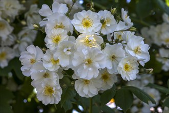 White flowering climbing Rose (Rosa)