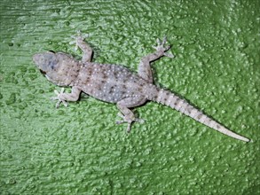 Gomero Wall Gecko (Tarentola gomerensis)