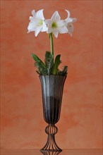 Flowering white Amaryllis (Hippeastrum) in a vase against an orange wall