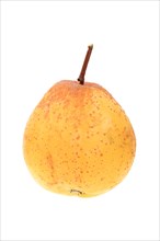 Fruit of a service tree (Sorbus domestica) shaped like a pear