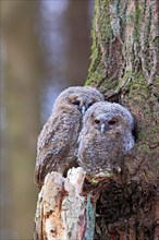 Young Tawny Owls or Brown Owls (Strix aluco) perched in front of a tree hollow