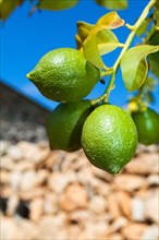 Unripe green lemons hanging on a tree