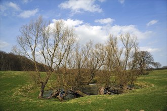 Old willow trees (Salix) at a dead ice kettle hole