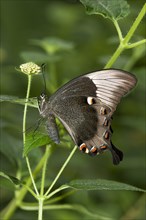 Ulysses butterfly