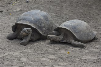 Galapagos Giant Tortoise (Chelonoidis nigra) at the Charles Darwin Station