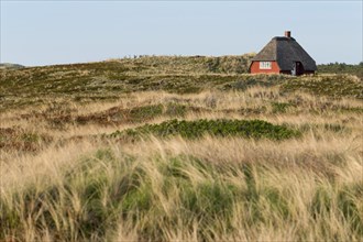 Thatched cottage surrounded by beachgrass