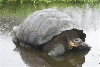 Galapagos Giant Tortoise (Chelonoidis nigra) in a pond