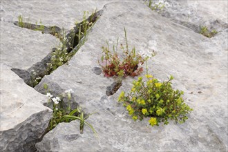 Flowers growing in crevices