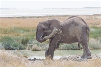 African Elephant (Loxodonta africana) sprayed itself with water