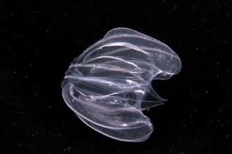 Warty Comb Jelly (Mnemiopsis leidyi)