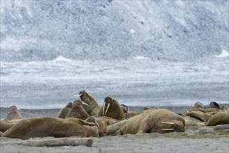 Pod of Walruses (Odobenus rosmarus) on a beach