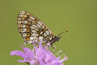 Knapweed fritillary (Melitaea phoebe) sits on flake flower