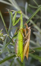 European mantis (Mantis religiosa)