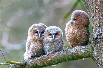 Three young Tawny Owls or Brown Owls (Strix aluco) perched on a tree