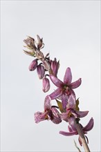 Martagon or Turk's Cap Lily (Lilium matagon)