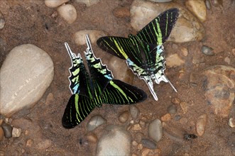 Green-banded Urania moths (Urania leilus) feeding on mineral-rich water