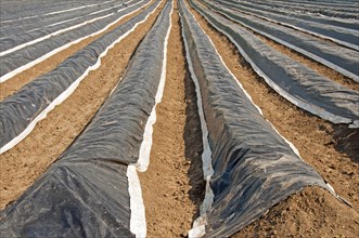 Asparagus field covered with plastic sheets