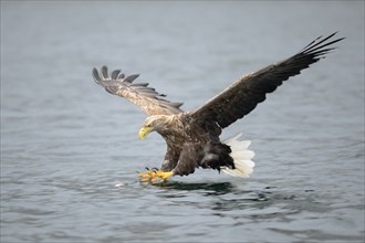 White-tailed Eagle or Sea Eagle (Haliaeetus albicilla) about to grab for a fish