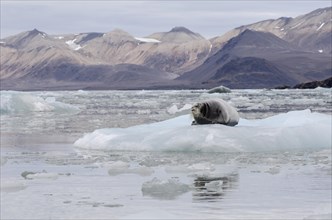 Bearded Seal (Erignathus barbatus) in Fjortende Julibreen