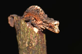 Leaf-tailed Gecko (Uroplatus alluaudi)