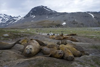 Southern Elephant Seals (Mirounga leonina)