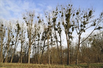 Mistletoe (Viscum album) growing in Poplar Trees (Populus)