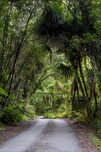 Forest trail in the middle of a New Zealand jungle
