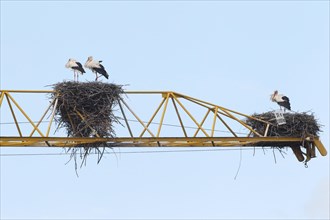 White storks (Ciconia ciconia) and white stork nests on the arm of a construction crane