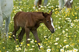 Newborn Arabian foal taking its first steps on a flower meadow