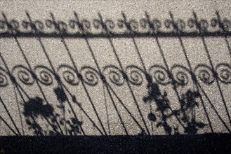 Shadow of a fence and roses on a pavement