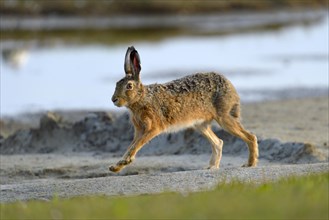 European Hare (Lepus europaeus) running along a sandy beach